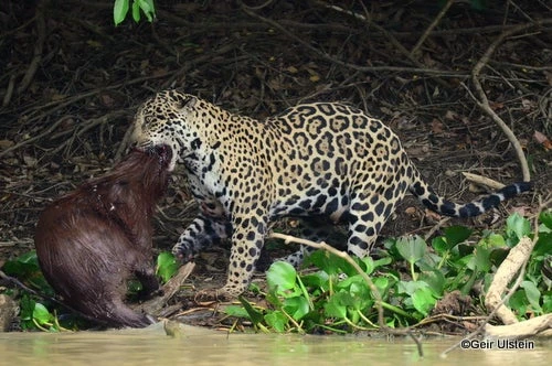 Ποιος νόμος της ζούγκλας; Βίδρες επιτίθενται σε τζάγκουαρ και αυτά το βάζουν στα πόδια